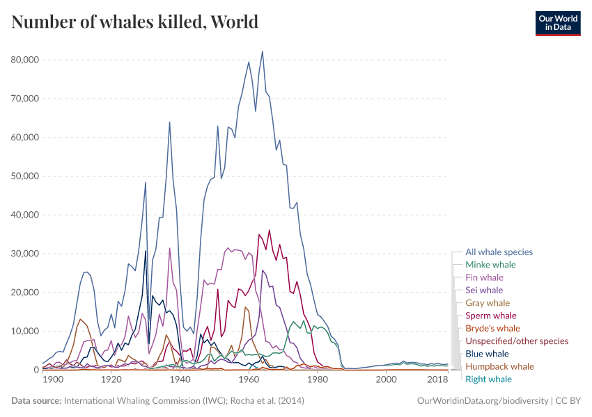 Number of whales killed